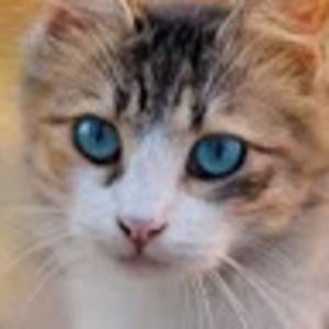 Meet your Posher, Karli